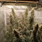OG kush atuo x1