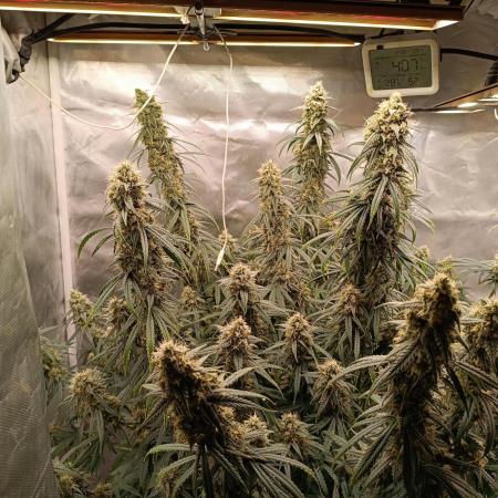 OG kush atuo x1