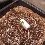 Banana purple punch x1