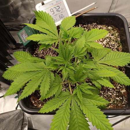 Banana purple punch x1