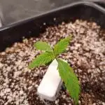 Banana purple punch x1