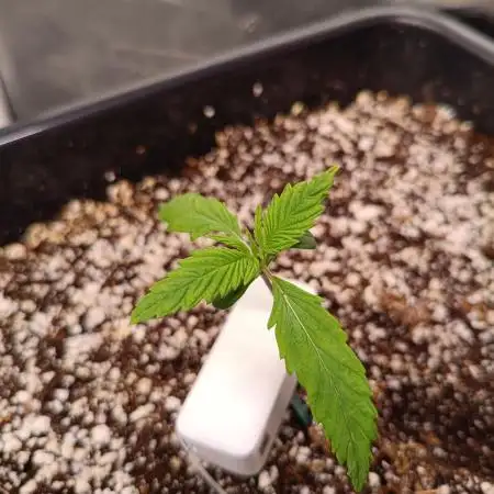 Banana purple punch x1