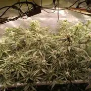 Banana purple punch atuo