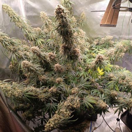 OG kush atuo x1