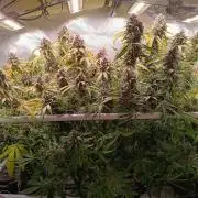 Banana purple punch atuo