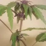 purple kush 1:1 - first attempt