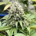 Slurricane