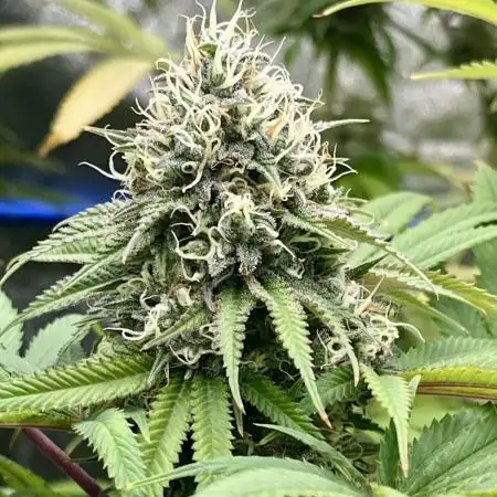 Slurricane