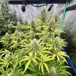 Slurricane
