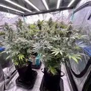 Grandmommy Purple