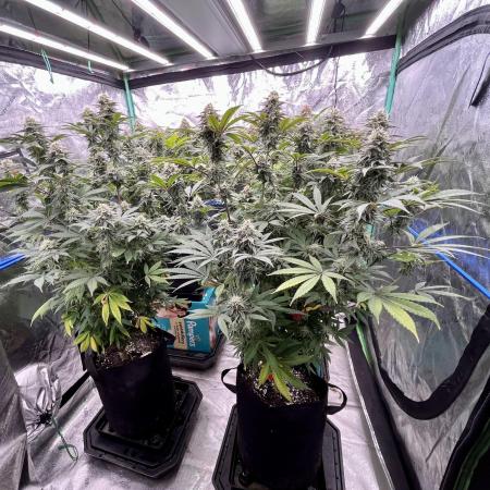 Grandmommy Purple