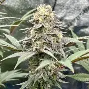 Grandmommy Purple