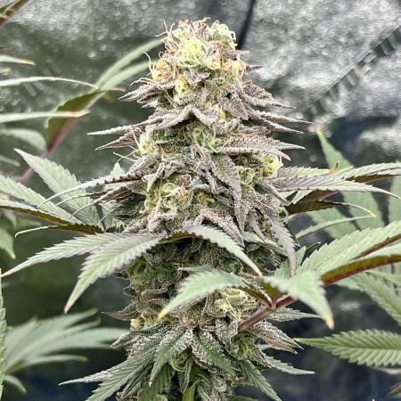 Grandmommy Purple