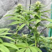 Grandmommy Purple