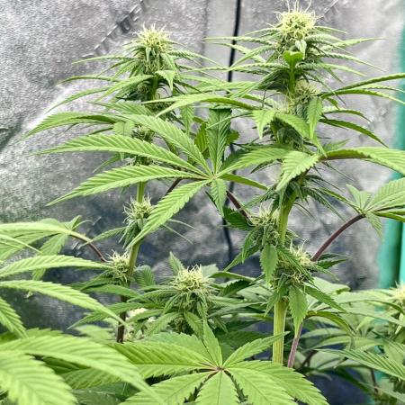 Grandmommy Purple