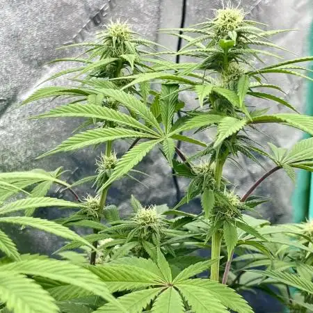 Grandmommy Purple