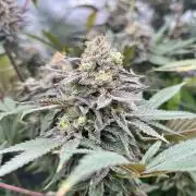 Grandmommy Purple