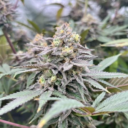Grandmommy Purple