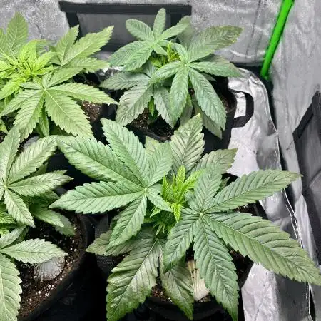 Grandmommy Purple