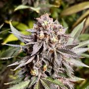 Grandmommy Purple