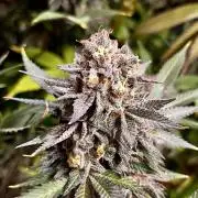 Grandmommy Purple