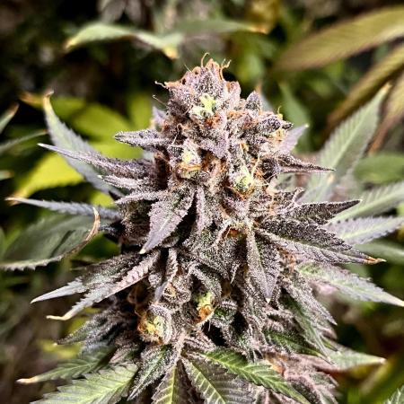 Grandmommy Purple