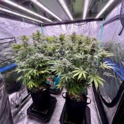 Grandmommy Purple