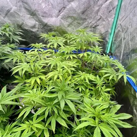 Slurricane
