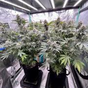 Grandmommy Purple