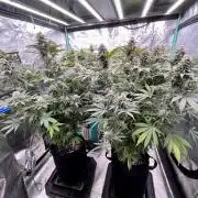 Grandmommy Purple