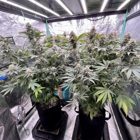 Grandmommy Purple