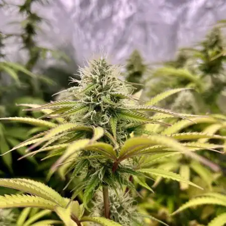 Slurricane