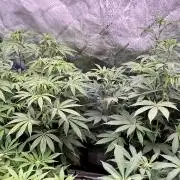 Grandmommy Purple