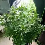 Slurricane