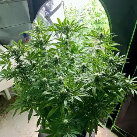 Slurricane