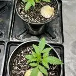 Slurricane