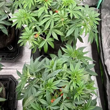 Slurricane