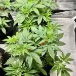 Slurricane