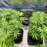 Grandmommy Purple