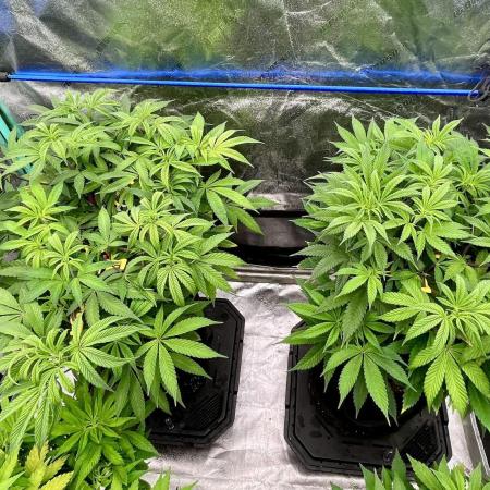 Grandmommy Purple