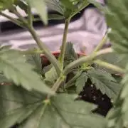 Lemon Tree - Barneys Farm