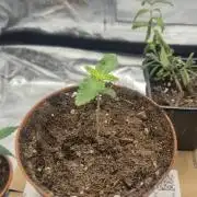 Lemon Tree - Barneys Farm