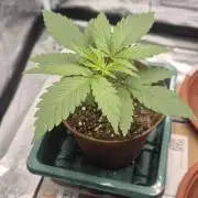 Lemon Tree - Barneys Farm