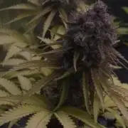 Purple Punch