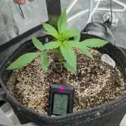 Forbidden Fruitz Indoor Grow
