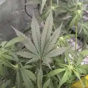 Forbidden Fruitz Indoor Grow