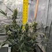 FastBuds April 2026