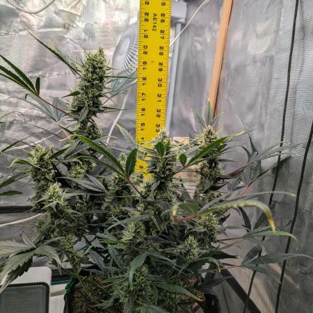 FastBuds April 2026