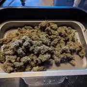Forbidden Fruitz Indoor Grow