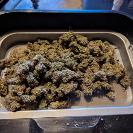 Forbidden Fruitz Indoor Grow